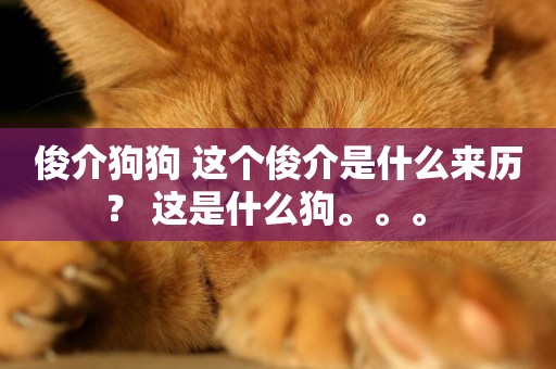 俊介狗狗 這個俊介是什么來歷？ 這是什么狗。。。 
