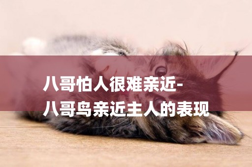 八哥怕人很難親近-
八哥鳥親近主人的表現