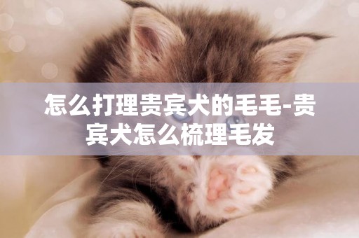 怎么打理貴賓犬的毛毛-貴賓犬怎么梳理毛發