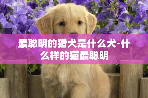 最聰明的獵犬是什么犬-什么樣的貓最聰明