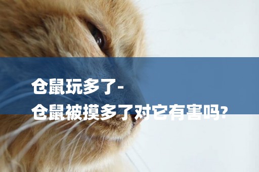 倉鼠玩多了-
倉鼠被摸多了對它有害嗎?