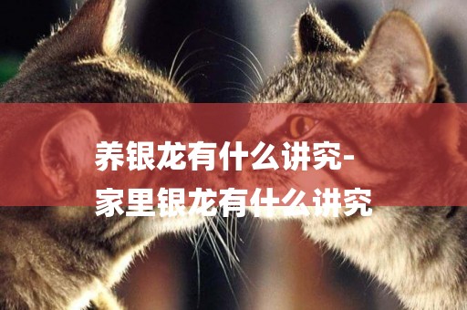 養銀龍有什么講究-
家里銀龍有什么講究