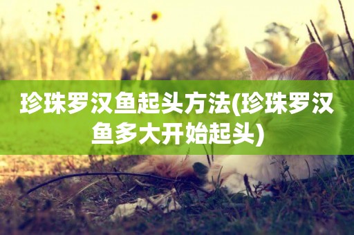珍珠羅漢魚起頭方法(珍珠羅漢魚多大開始起頭)