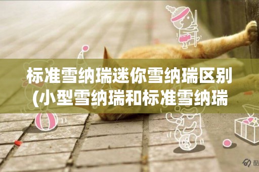 標準雪納瑞迷你雪納瑞區別(小型雪納瑞和標準雪納瑞區別)