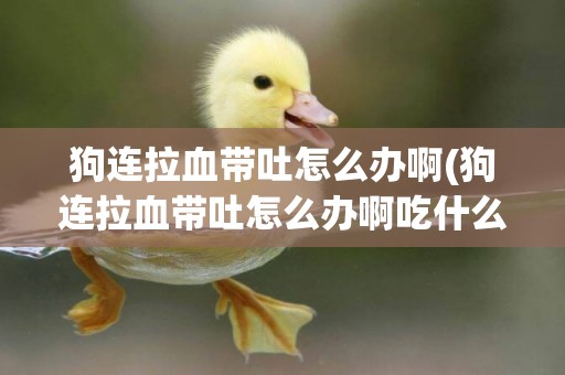 狗連拉血帶吐怎么辦啊(狗連拉血帶吐怎么辦啊吃什么藥)