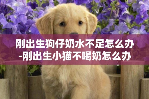 剛出生狗仔奶水不足怎么辦-剛出生小貓不喝奶怎么辦