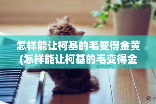 怎樣能讓柯基的毛變得金黃(怎樣能讓柯基的毛變得金黃一些)