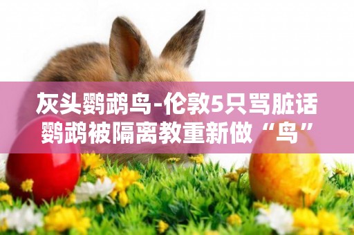 灰頭鸚鵡鳥-倫敦5只罵臟話鸚鵡被隔離教重新做“鳥”