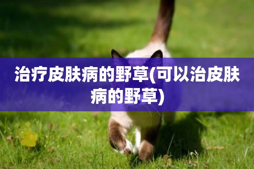 治療皮膚病的野草(可以治皮膚病的野草)