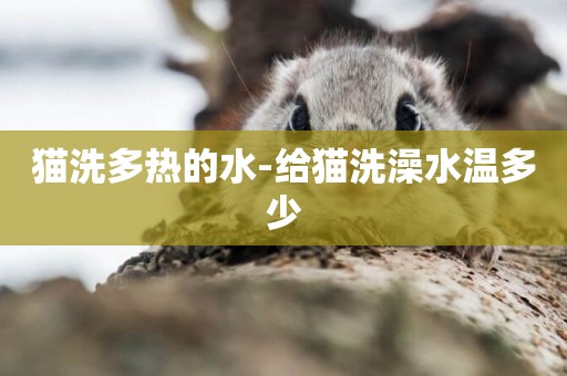 貓洗多熱的水-給貓洗澡水溫多少