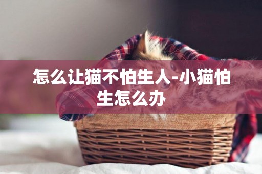 怎么讓貓不怕生人-小貓怕生怎么辦