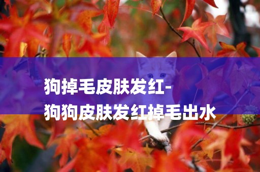 狗掉毛皮膚發紅-
狗狗皮膚發紅掉毛出水