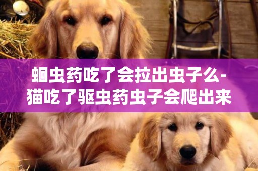 蛔蟲藥吃了會拉出蟲子么-貓吃了驅蟲藥蟲子會爬出來嗎