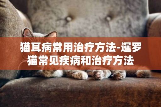 貓耳病常用治療方法-暹羅貓常見疾病和治療方法