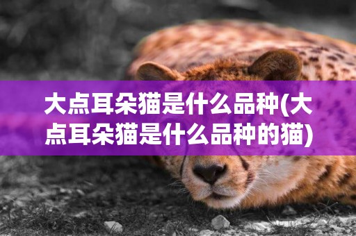 大點耳朵貓是什么品種(大點耳朵貓是什么品種的貓)