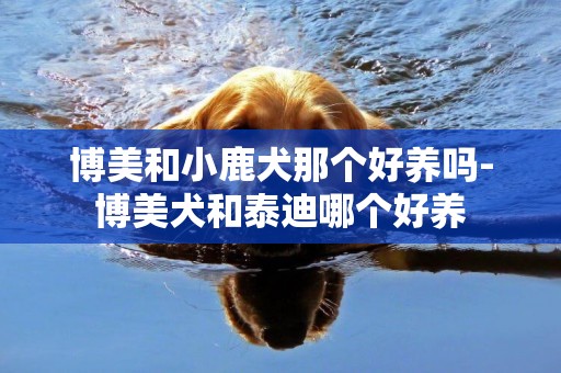 博美和小鹿犬那個好養嗎-博美犬和泰迪哪個好養