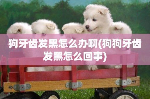 狗牙齒發黑怎么辦啊(狗狗牙齒發黑怎么回事)