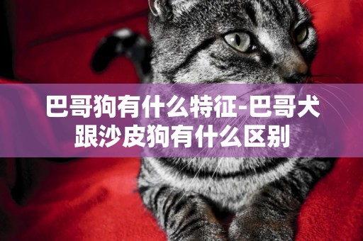 巴哥狗有什么特征-巴哥犬跟沙皮狗有什么區別