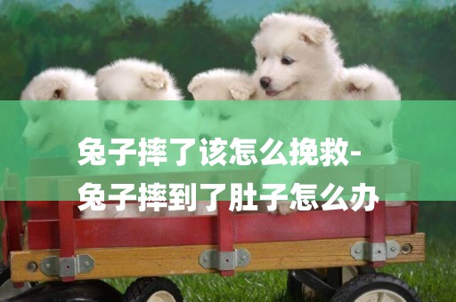 兔子摔了該怎么挽救-
兔子摔到了肚子怎么辦