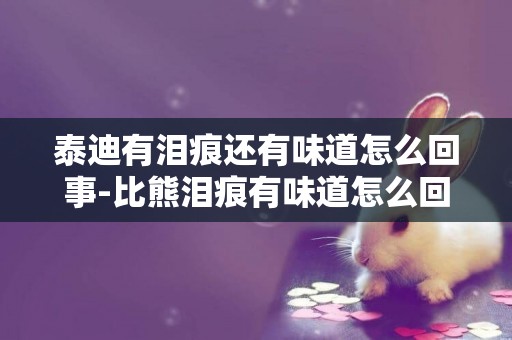 泰迪有淚痕還有味道怎么回事-比熊淚痕有味道怎么回事