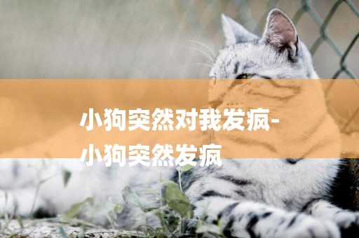 小狗突然對我發瘋-
小狗突然發瘋