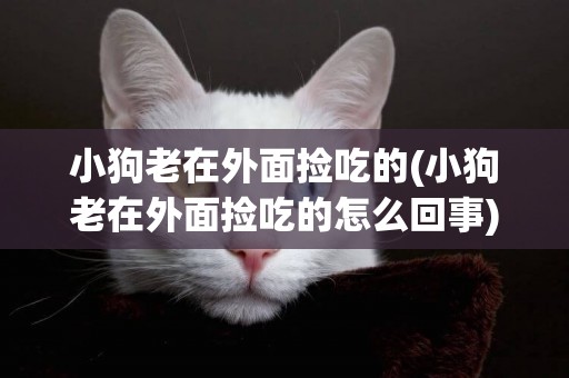 小狗老在外面撿吃的(小狗老在外面撿吃的怎么回事)