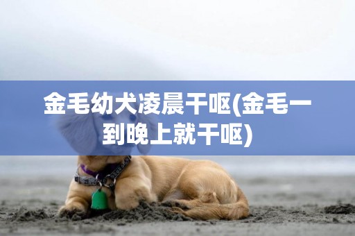 金毛幼犬凌晨干嘔(金毛一到晚上就干嘔)