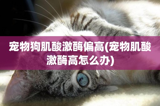 寵物狗肌酸激酶偏高(寵物肌酸激酶高怎么辦)