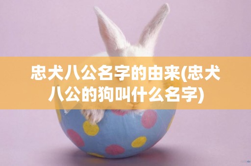 忠犬八公名字的由來(忠犬八公的狗叫什么名字)