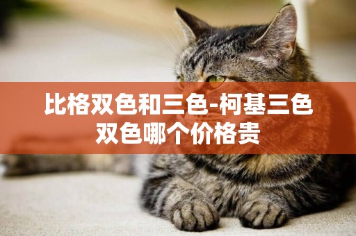 比格雙色和三色-柯基三色雙色哪個價格貴