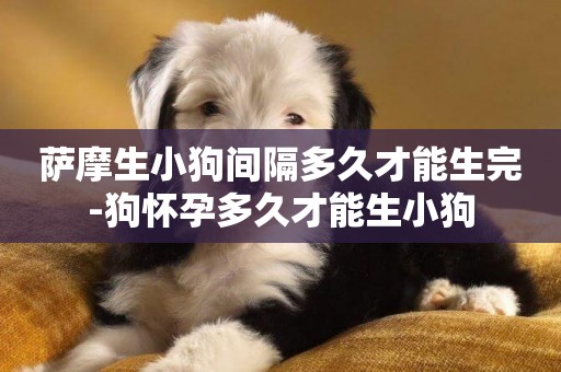 薩摩生小狗間隔多久才能生完-狗懷孕多久才能生小狗