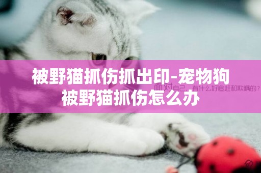 被野貓抓傷抓出印-寵物狗被野貓抓傷怎么辦