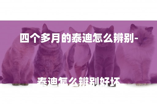 四個多月的泰迪怎么辨別-
泰迪怎么辨別好壞