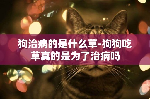 狗治病的是什么草-狗狗吃草真的是為了治病嗎
