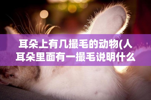 耳朵上有幾撮毛的動物(人耳朵里面有一撮毛說明什么)