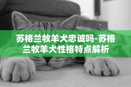 蘇格蘭牧羊犬忠誠嗎-蘇格蘭牧羊犬性格特點解析
