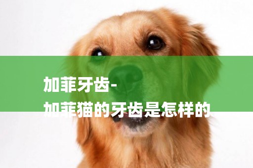 加菲牙齒-
加菲貓的牙齒是怎樣的
