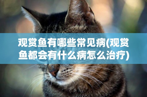 觀賞魚有哪些常見病(觀賞魚都會有什么病怎么治療)