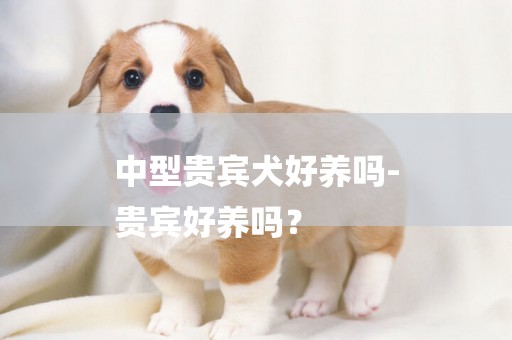 中型貴賓犬好養嗎-
貴賓好養嗎？