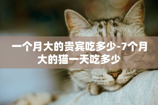 一個月大的貴賓吃多少-7個月大的貓一天吃多少