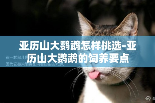 亞歷山大鸚鵡怎樣挑選-亞歷山大鸚鵡的飼養要點