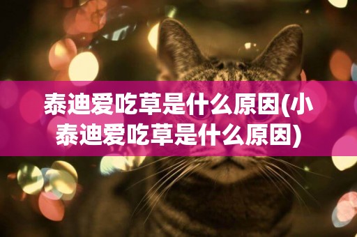 泰迪愛吃草是什么原因(小泰迪愛吃草是什么原因)