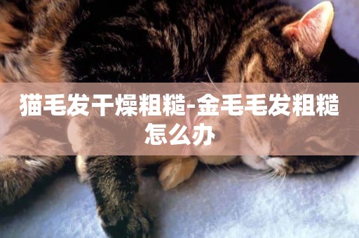 貓毛發干燥粗糙-金毛毛發粗糙怎么辦