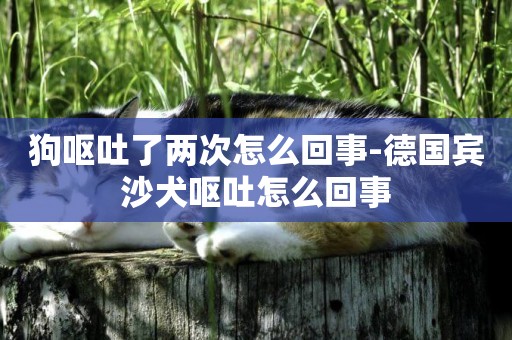狗嘔吐了兩次怎么回事-德國賓沙犬嘔吐怎么回事