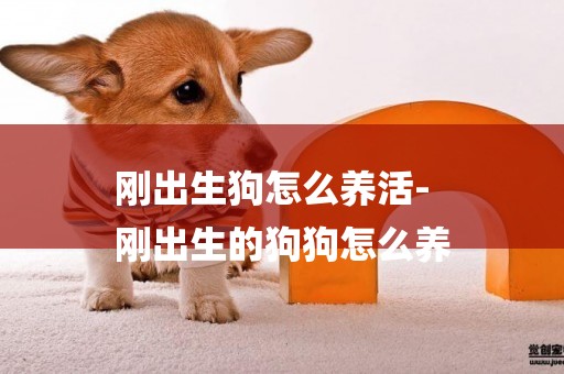 剛出生狗怎么養活-
剛出生的狗狗怎么養