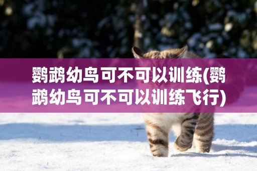 鸚鵡幼鳥可不可以訓練(鸚鵡幼鳥可不可以訓練飛行)
