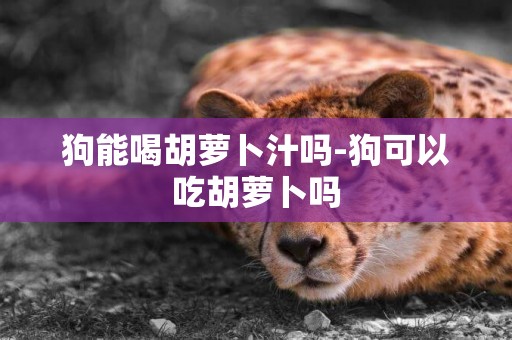 狗能喝胡蘿卜汁嗎-狗可以吃胡蘿卜嗎