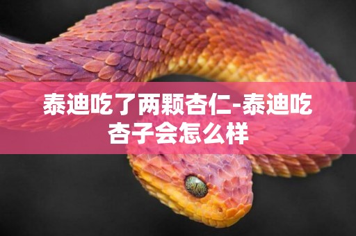 泰迪吃了兩顆杏仁-泰迪吃杏子會怎么樣