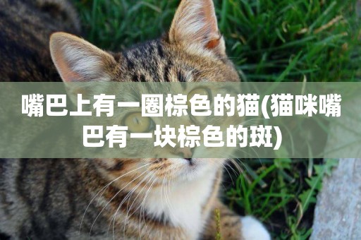 嘴巴上有一圈棕色的貓(貓咪嘴巴有一塊棕色的斑)