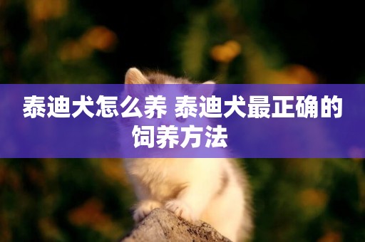 泰迪犬怎么養 泰迪犬最正確的飼養方法 
